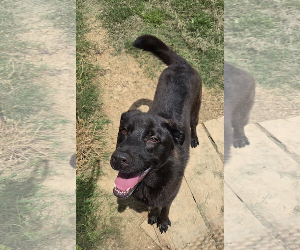 Medium Photo #1 Labrador Retriever-Unknown Mix Puppy For Sale in Jackson, MS, USA