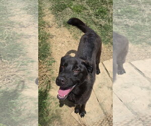 Labrador Retriever-Unknown Mix Dogs for adoption in Jackson, MS, USA