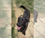 Small Labrador Retriever Mix