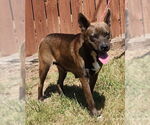 Small #1 American Pit Bull Terrier-Huskies  Mix