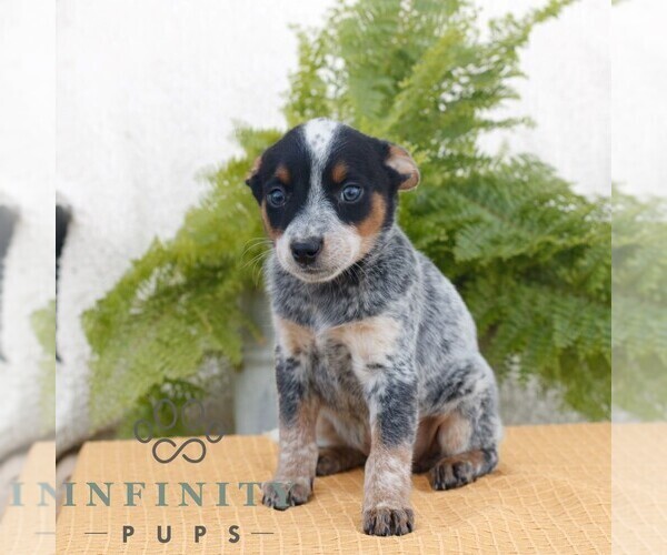 Medium Photo #3 Australian Cattle Dog Puppy For Sale in ATGLEN, PA, USA