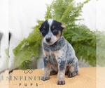 Small #2 Australian Cattle Dog