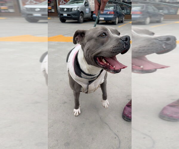 Medium Photo #11 American Staffordshire Terrier-Unknown Mix Puppy For Sale in Lake Forest, CA, USA