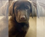 Small Photo #1 Labrador Retriever Puppy For Sale in VACAVILLE, CA, USA