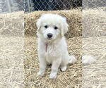 Small #1 Great Pyrenees