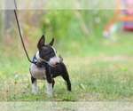 Small #12 Miniature Bull Terrier