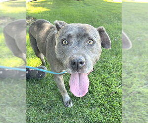 Mutt Dogs for adoption in Sacramento, CA, USA