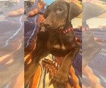Puppy Scarlet Doberman Pinscher