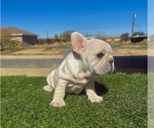 Medium Photo #10 French Bulldog Puppy For Sale in DAYTON, OH, USA
