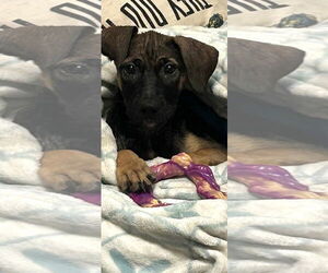 Black Mouth Cur-Rhodesian Ridgeback Mix Dogs for adoption in MIDWAY, UT, USA