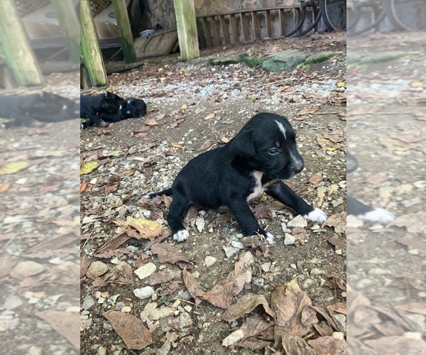 Medium Photo #1 Miniature Schnauzzie Puppy For Sale in ROSELAND, VA, USA
