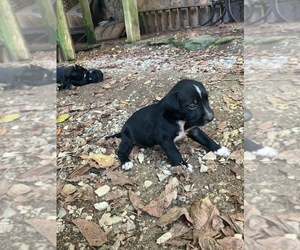 Miniature Schnauzzie Litter for sale in ROSELAND, VA, USA