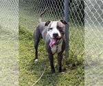Small #2 American Pit Bull Terrier Mix