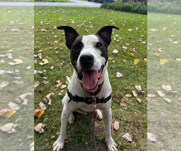 Medium Photo #2 Pointer-Unknown Mix Puppy For Sale in Elmsford, NY, USA