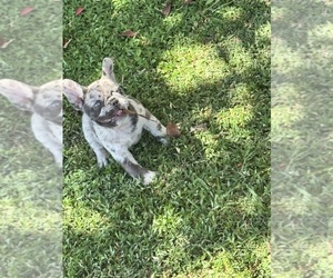 Medium French Bulldog
