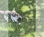 Puppy Moe French Bulldog