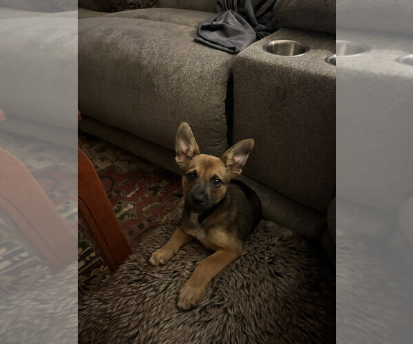 Medium Photo #5 German Shepherd Dog-Unknown Mix Puppy For Sale in Dana Point, CA, USA