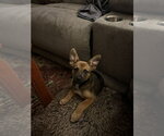 Small #4 German Shepherd Dog Mix