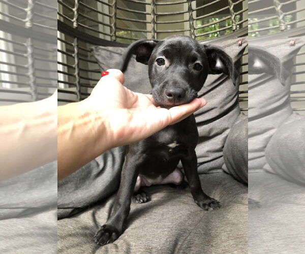Medium Photo #7 Labrador Retriever Puppy For Sale in Holly Springs, NC, USA
