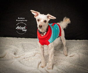 Mutt Dogs for adoption in Salt Lake City, UT, USA