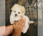 Small Photo #3 Maltipoo Puppy For Sale in COOLIDGE, AZ, USA