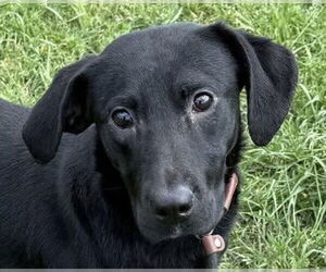 Mutt Dogs for adoption in Canton, CT, USA