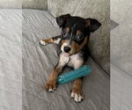 Small #1 Mutt