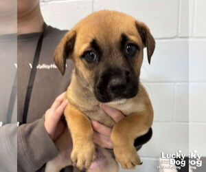 Retriever -Unknown Mix Dogs for adoption in Washington, DC, USA