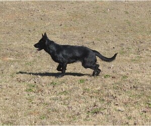 Mother of the German Shepherd Dog puppies born on 03/15/2026