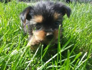 Yorkshire Terrier Puppy for sale in TUSCOLA, IL, USA