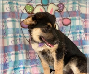 German Shepherd Dog-Shetland Sheepdog Mix Puppy for sale in LANCASTER, PA, USA