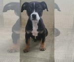 Small #1 Boxer Mix
