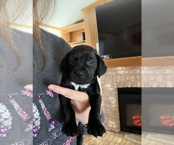 Medium Photo #7 Treeing Walker Coonhound Puppy For Sale in ZANESVILLE, OH, USA