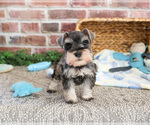 Small #11 Schnauzer (Miniature)