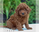 Small #2 Goldendoodle (Miniature)