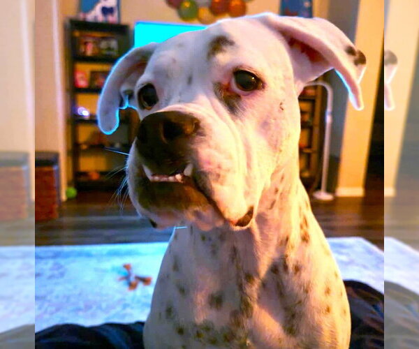 Medium Photo #2 Boxer Puppy For Sale in Austin, TX, USA