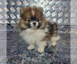 Small Photo #2 Pomeranian Puppy For Sale in ELKHART, IN, USA