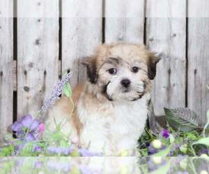 Zuchon Puppy for sale in MOUNT VERNON, OH, USA