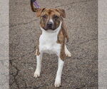 Small #4 American Staffordshire Terrier-Boxer Mix