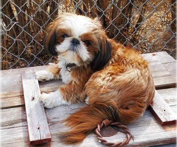 Medium Photo #1 Shih Tzu Puppy For Sale in CULBERTSON, NE, USA