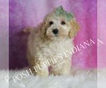 Small Photo #2 Maltipoo (Miniature) Puppy For Sale in WARSAW, IN, USA