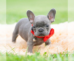 Small #3 French Bulldog