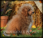 Small Photo #1 Poodle (Miniature) Puppy For Sale in COPPOCK, IA, USA