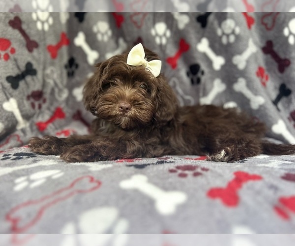 Medium Photo #1 ShihPoo Puppy For Sale in LAKELAND, FL, USA