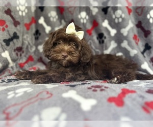 ShihPoo Puppy for sale in LAKELAND, FL, USA