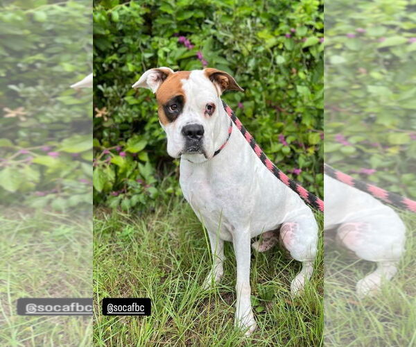 Medium Photo #23 Boxer-Unknown Mix Puppy For Sale in Rosenberg, TX, USA