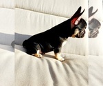 Small Photo #6 French Bulldog Puppy For Sale in TEMECULA, CA, USA
