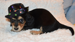 Small Photo #3 Dachshund Puppy For Sale in BENTON, AR, USA