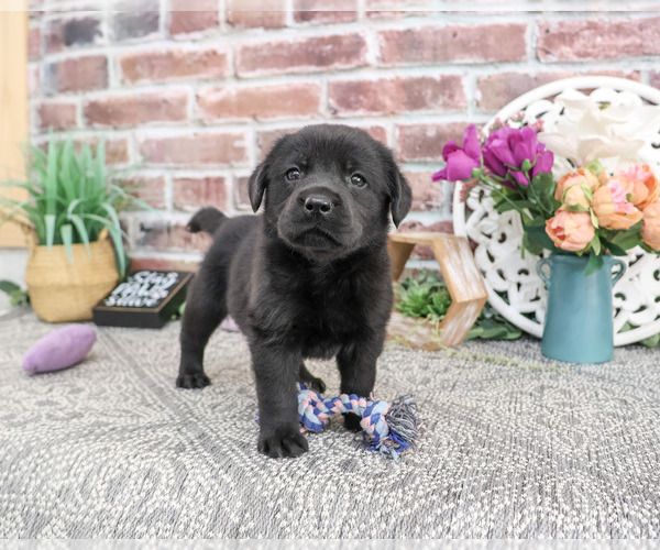 Medium Photo #2 Labrador Retriever Puppy For Sale in SYRACUSE, IN, USA