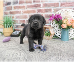 Small #1 Labrador Retriever